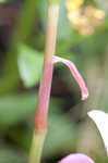 Rosepink zephyrlily